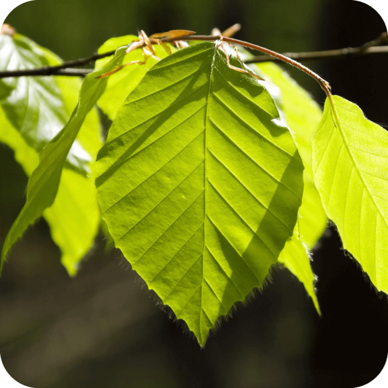 Feuille de hêtre sur une branche