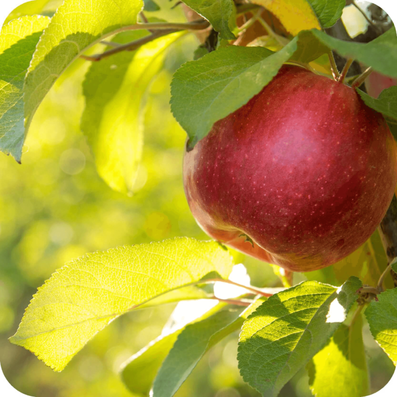 Pommes sur une branche