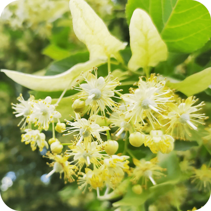 Fleurs de tilleul sur une branche