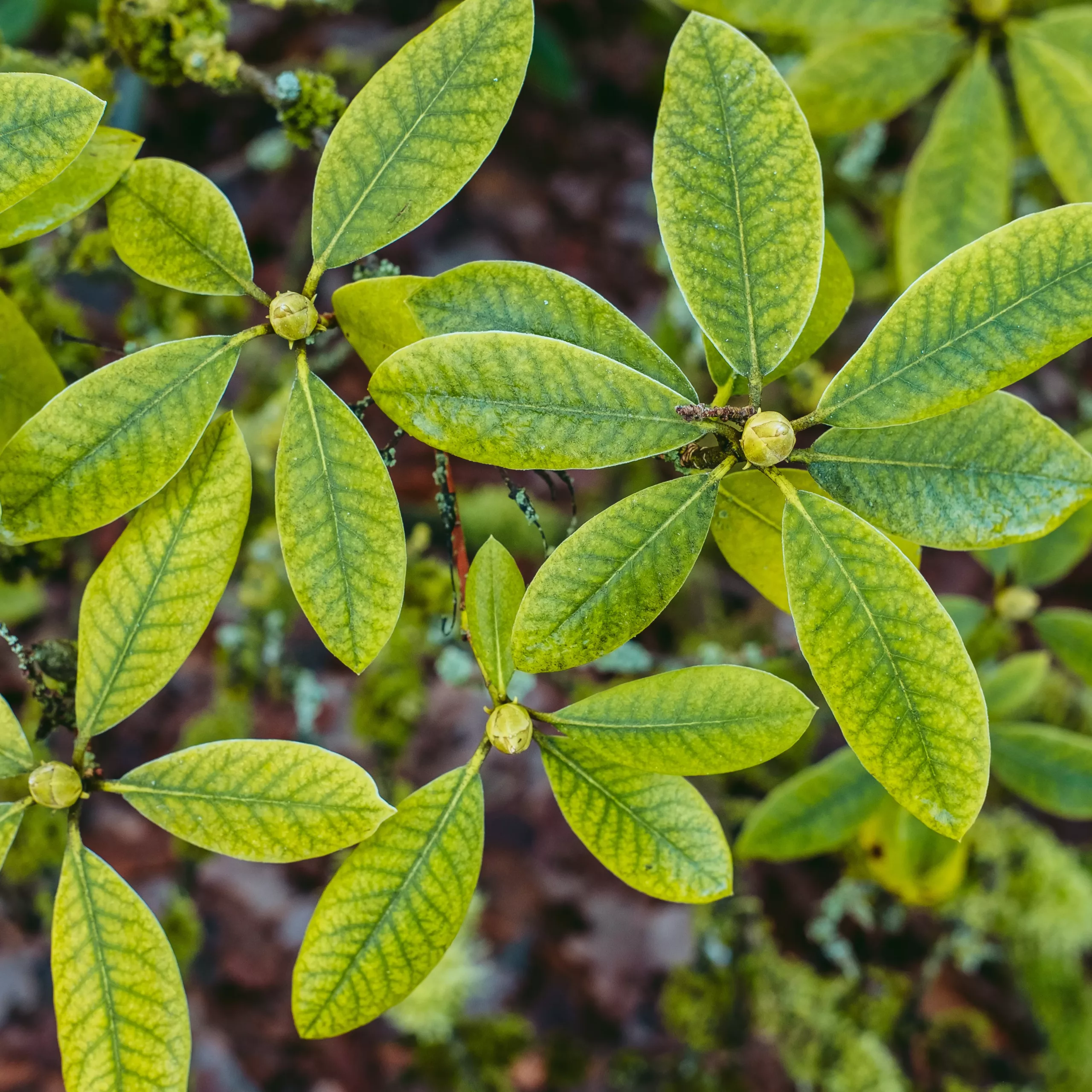 Feuille de feuillus, les différences entre feuillus et résineux