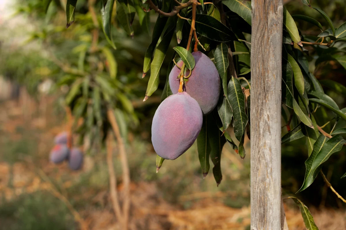 Mangues dans un arbre