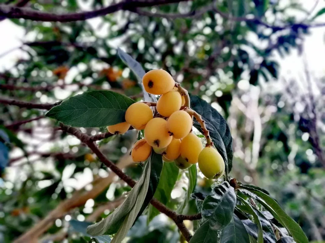 Arbre fruitier du néflier du Japon
