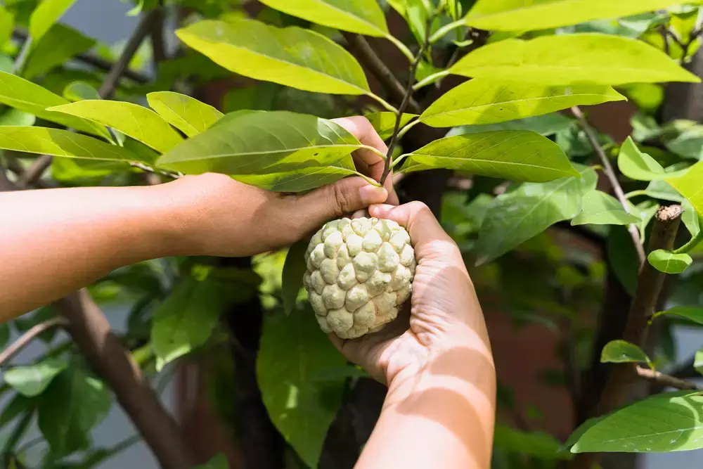 mains cueillant un fruit sur un arbre