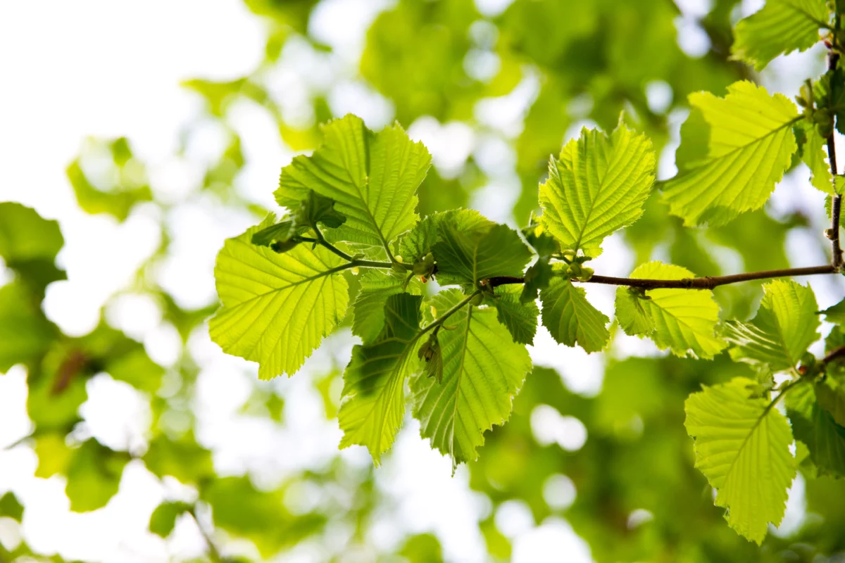 Feuilles arbres