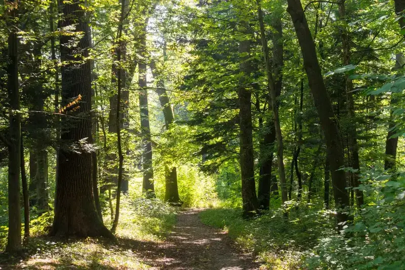 Image d'une forêt