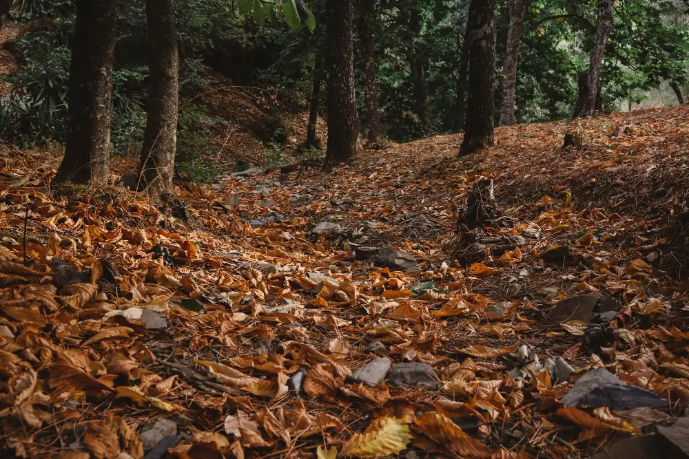 Couche supérieure du sol d'une forêt