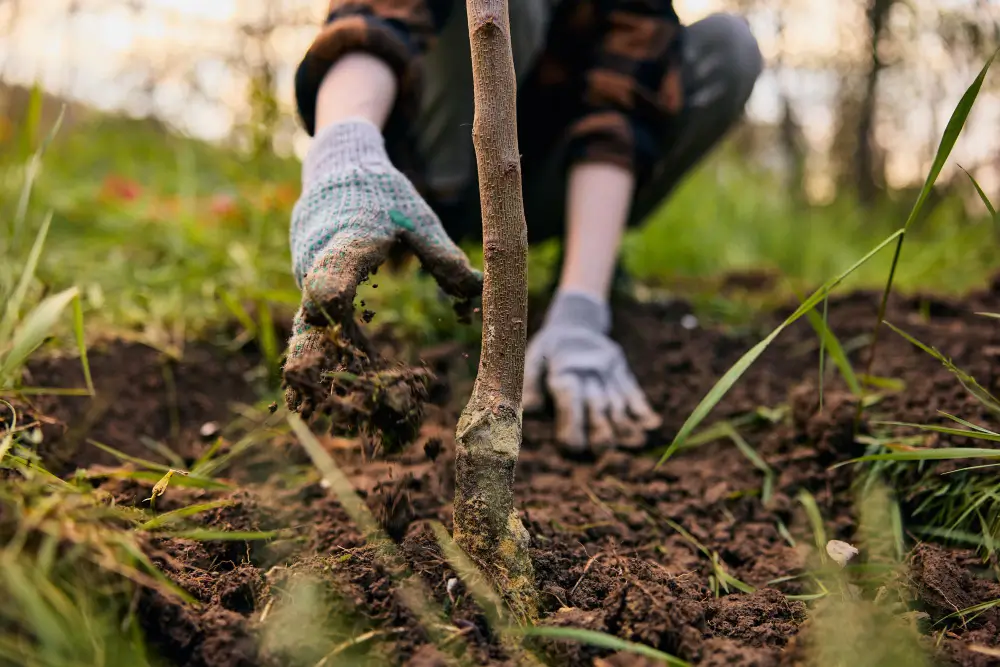 Homme qui plante un arbre